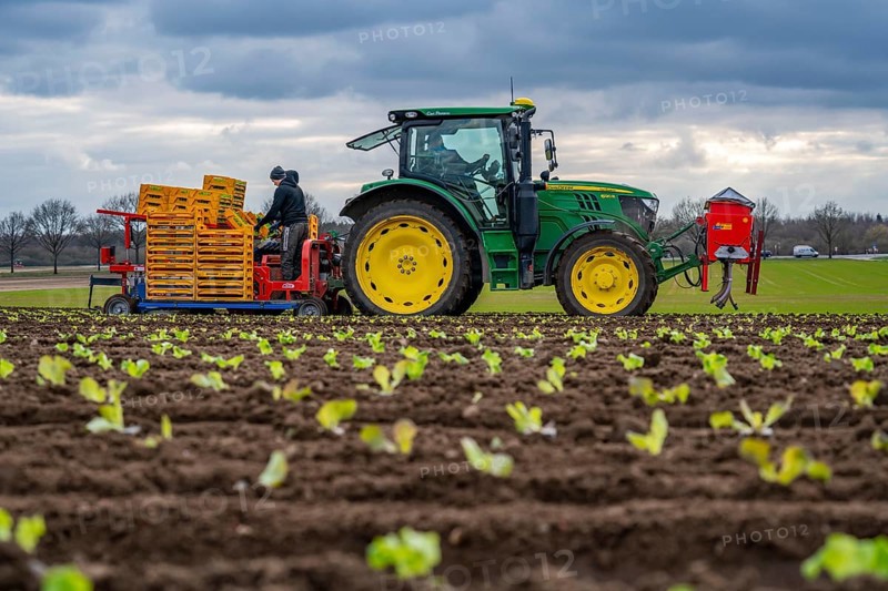 Lettuce plants, in press pots, they are planted in a field with a planting machine, agriculture, spring