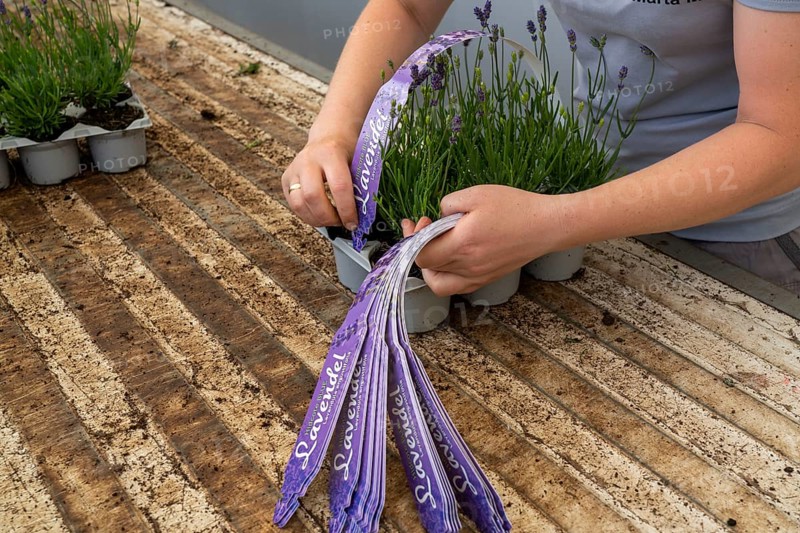 Horticultural business, lavender plants, in flower pots, outdoors, are packed to make them ready for sale, North Rhine-Westphalia, Germany, Europe