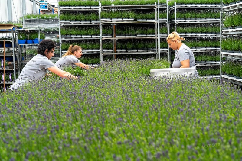 Horticultural business, lavender plants, in flower pots, outdoors, are packed to make them ready for sale, North Rhine-Westphalia, Germany, Europe