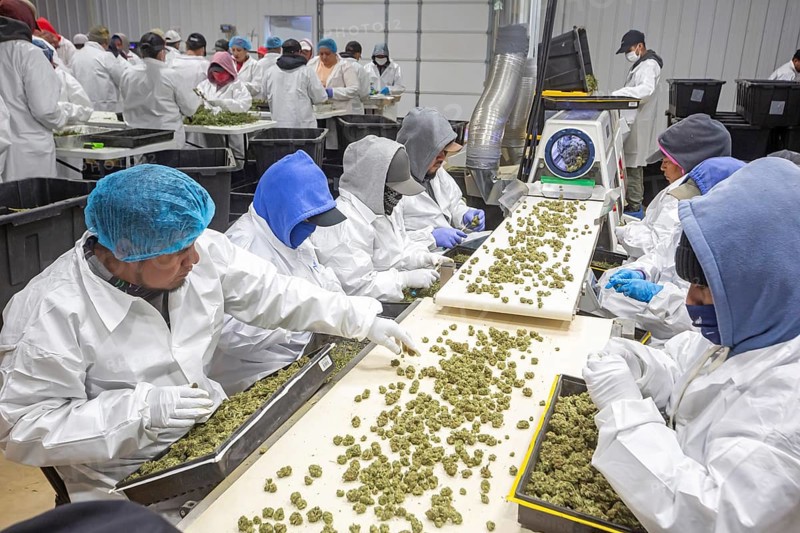 Paw Paw, Michigan, Migrant farmworkers at Grasshopper Farms trim the buds of the newly-harvested cannabis crop