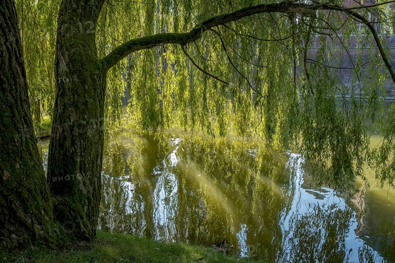 Weeping willow (Salix babylonica) backlit, Münsterland, North Rhine-Westphalia, Germany, Europe