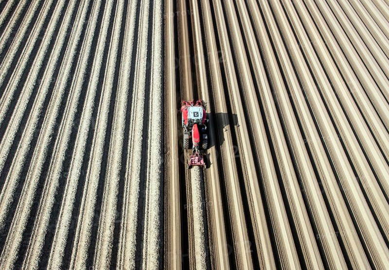 An aerial photo shows a tractor in a large asparagus field. Preparations for the asparagus season. The soil is loosened with a tiller at the front of the tractor, the rear tiller of the tractor creates the typical asparagus mound, Klaistow, Germany, Europe