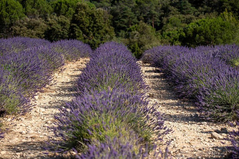 Flowering lavender field (Lavandula angustifolia), Plateau de Valensole, Département Alpes-de-Haute-Provence, Region Provence-Alpes-Côte d'Azur, France, Europe