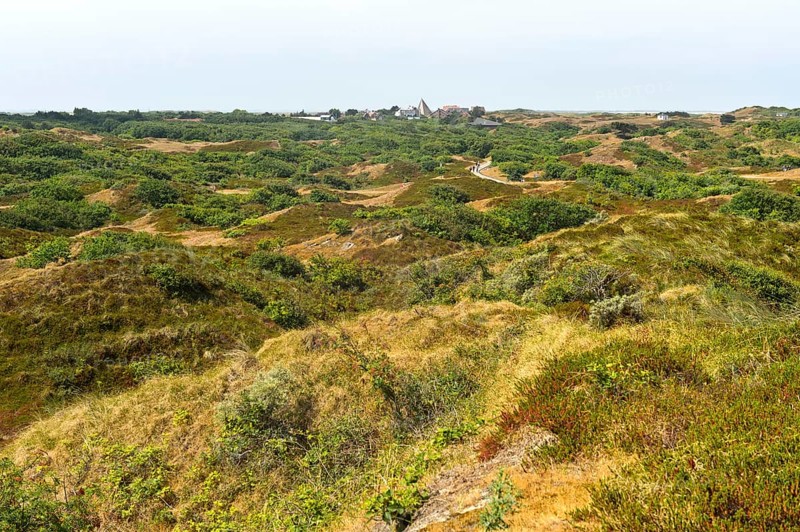 Landscape with brown dunes and crowberry stand on the East Frisian island of Spiekeroog, North Sea, Lower Saxony, Germany, Europe