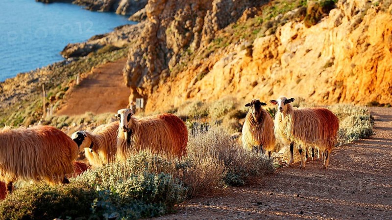 Flock of sheep on a rocky coastal path at sunrise, sheep (e) or goat (n), ovis, caprae, Crete, Greek Islands, Greece, Europe