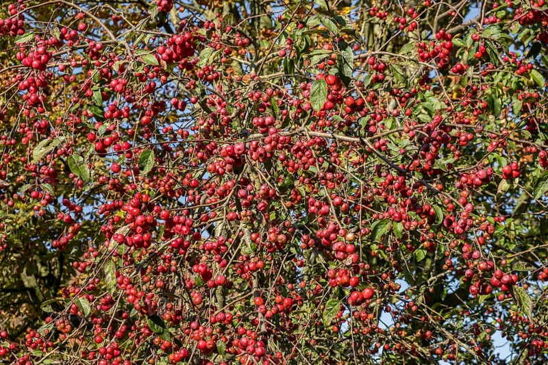Ornamental apple (Malus spec.), Münsterland, North Rhine-Westphalia, Germany, Europe