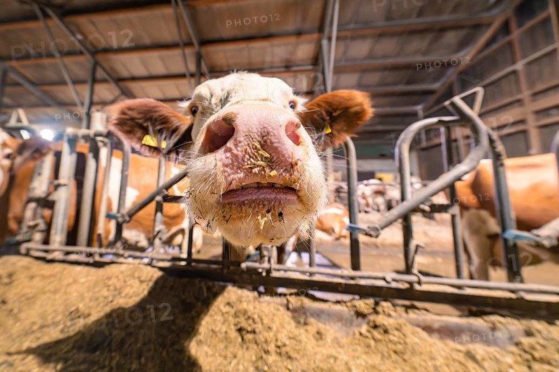 The snout of a curious cow in the barn in a wide-angle shot, Haselstaller Hof, Gechingen, Calw district, Hecken and Gäu region, Germany, Europe
