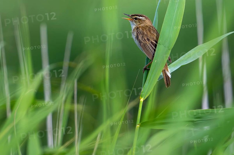 Sedge warbler (Acrocephalus schoenobaenus, Motacilla schoenobaenus) calling from reed stem in reedbed in summer