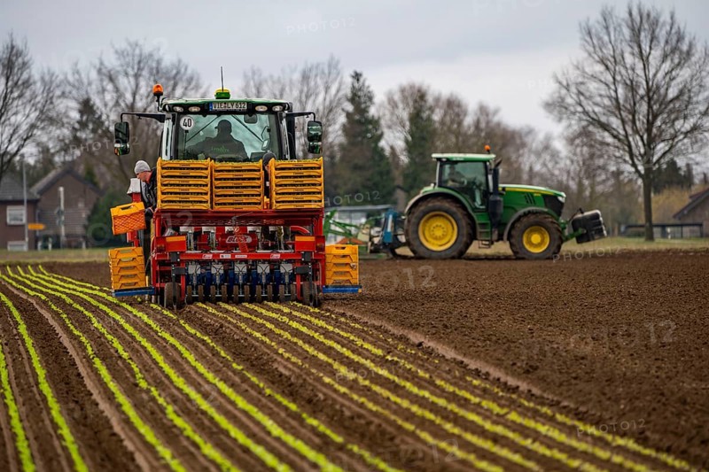 Lettuce plants, in press pots, they are planted in a field with a planting machine, agriculture, spring