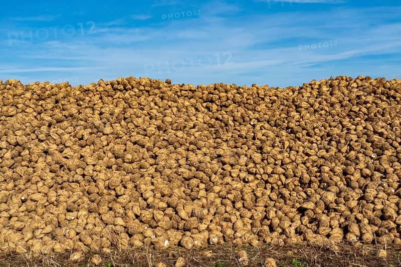 Agriculture, sugar beets are stacked at the edge of the field after harvesting, beet pile, intermediate storage in front of transport to the sugar factory, near Grevenbroich, North Rhine-Westphalia, Germany, Europe