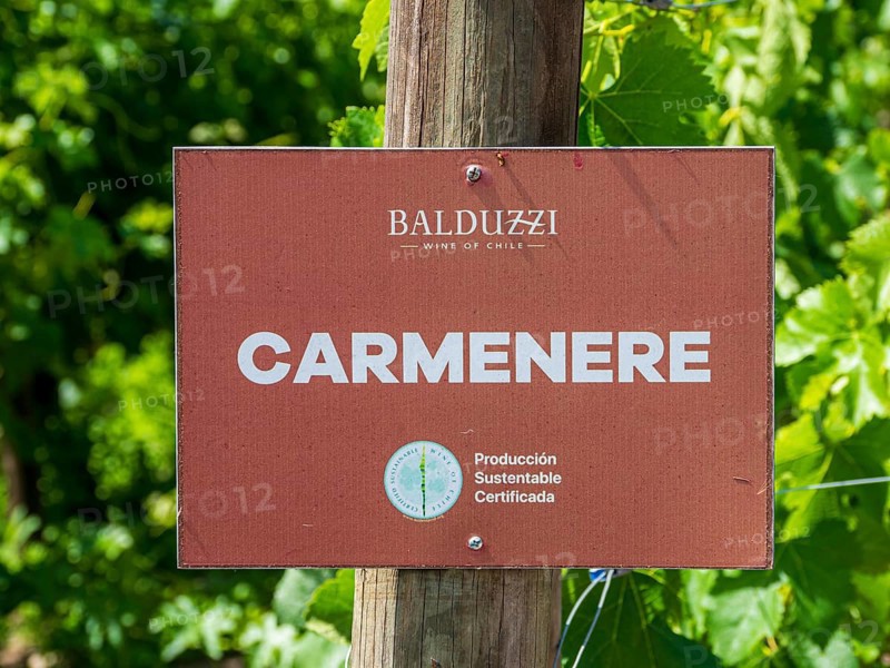 Balduzzi winery, San Javier, Maule valley, small vineyard at the shop with varieties of grapes, Chile, South America