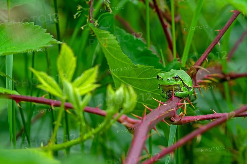 European tree frog (Hyla arborea, Rana arborea) sunning on prickly stem of bramble bush in spring, summer showing green camouflage colour