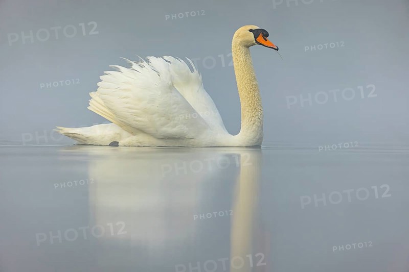 Mute swan, (Cygnus olor), romantic morning mood, Wagbachniederung, Wagh‰usl, Baden-Württemberg, Germany, Europe