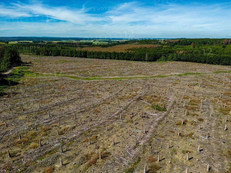 Cleared forest in the Eggegebirge, near Lichtenau, Paderborn district, site of a spruce forest that had died due to heavy bark beetle infestation and was felled, the tree stumps are intended to provide protection and nutrients for new, planted trees, North Rhine-Westphalia, Germany, Europe