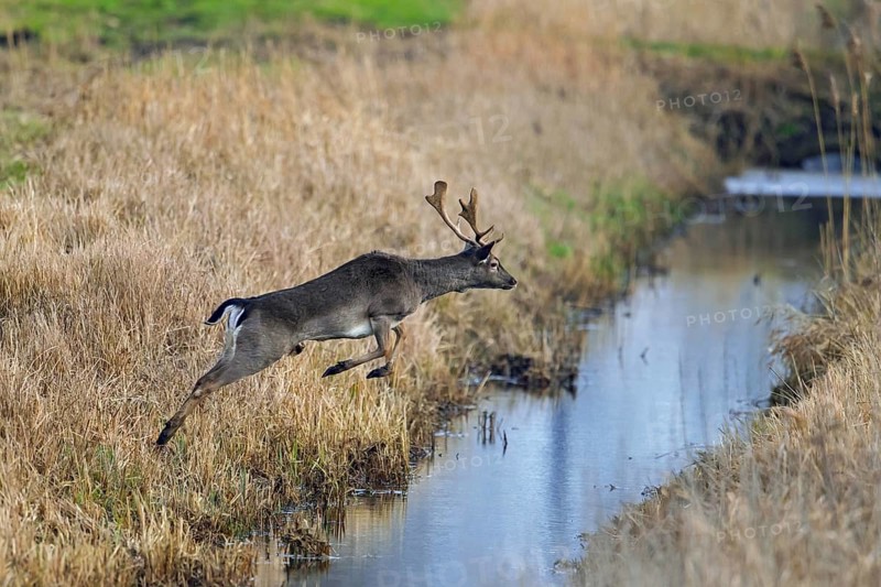 Fleeing European fallow deer (Dama dama) buck, male jumping over ditch, brook, running through meadow in autumn