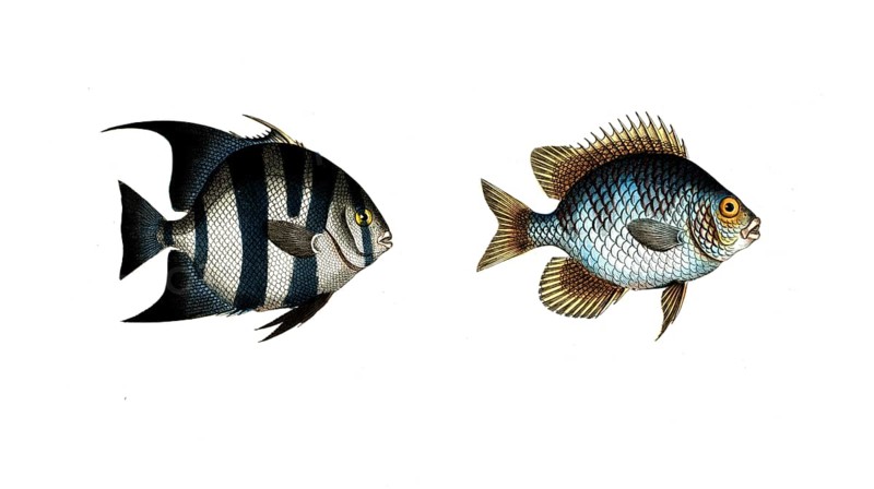 Fish, fishes, left: genus butterfly-fish, Chaetodon faber, the Smith, the Smith. right: genus butterfly-fish, Chaetodon curacao, the Curacao angel-fish, the Angel-fish of Curacoo, Historic, digitally restored reproduction from a 19th century original, Record date not stated