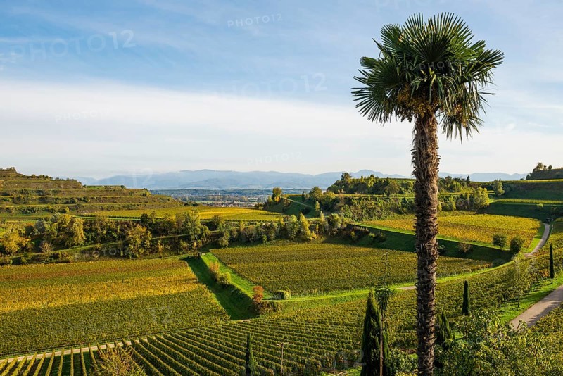 Vineyards and winery with palm trees and cypresses in autumn, Blankenhornsberg, near Ihringen, Kaiserstuhl, Baden-Württemberg, Germany, Europe