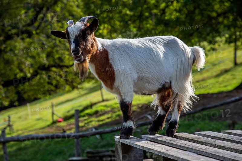 Goat (Capra), mountain village Rasa, Centovalli, Canton Ticino, Switzerland, Europe