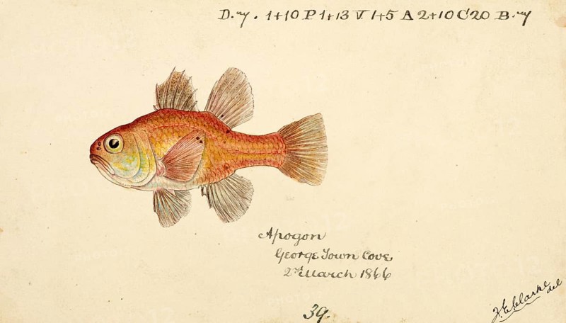 Vincentia conspera, Southern Cardinalfish, fish, reproduction of an original, by Frank Edward Clarke (b. 1849, d. 1899), ichthyologist and scientific draughtsman