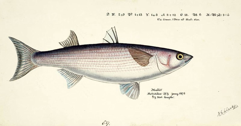 Mullet, Mugil cephalus, Mullet, fish, reproduction of an original, by Frank Edward Clarke (b. 1849, d. 1899), ichthyologist and scientific draughtsman