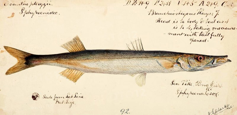 Australian barracuda, arrow barracuda, Australian sea pike, sea pike, snook, Sphyraena novaehollandiae, Australian barracuda, arrow barracuda, Australian sea pike, sea pike, snook, fish, Reproduction of an original, by Frank Edward Clarke (b. 1849, d. 1899), ichthyologist and scientific draughtsman