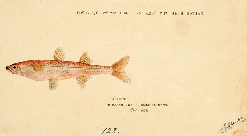 Sand smelt, a genus of Old World silversides, Athennidae, Atherine, fish, reproduction of an original, by Frank Edward Clarke (b. 1849, d. 1899), ichthyologist and scientific draughtsman