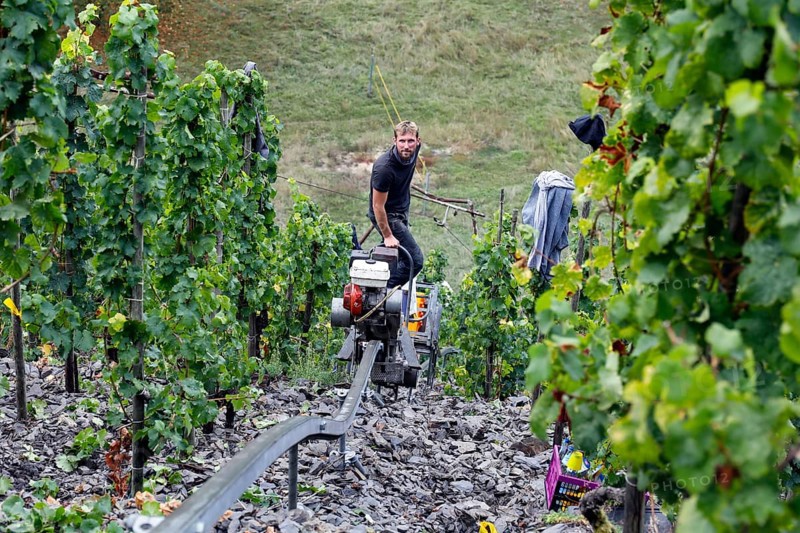 Winemaker Kilian Franzen harvesting Riesling grapes in one of the steepest vineyards in Europe, travelling up the vineyard on a cable car, Neef, 30/09/2020