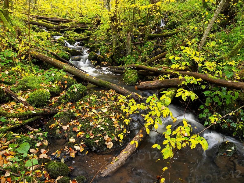 Hill Stream, the Schwartzbach, with autumn colour. The Rhön UNESCO Biosphere nature reserve, county Bavaria, Germany, Europe