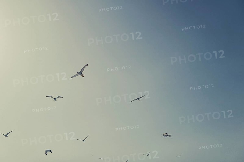 Seagulls off the coast of the Greek island of Skiathos, Greece, Europe