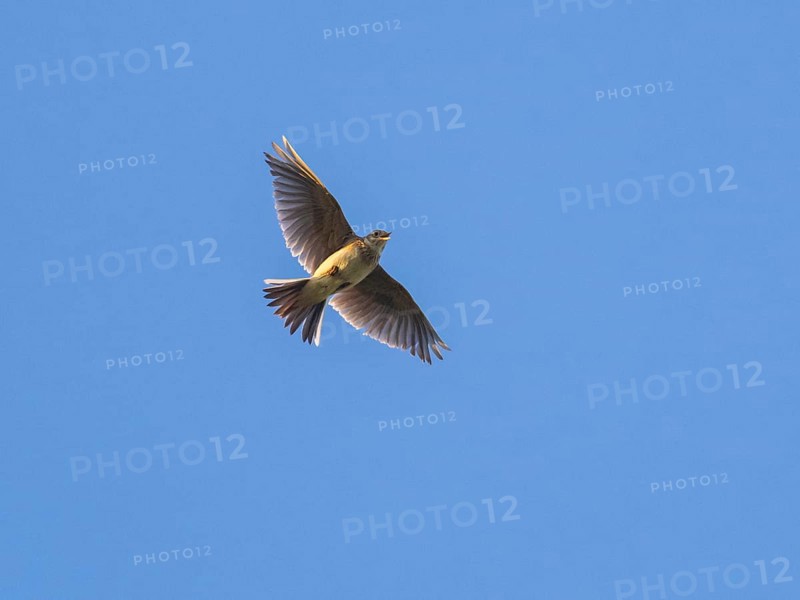 Eurasian skylark (Alauda arvensis) singing in flight against a blue sky in the breeding season, Hesse, Germany, Europe