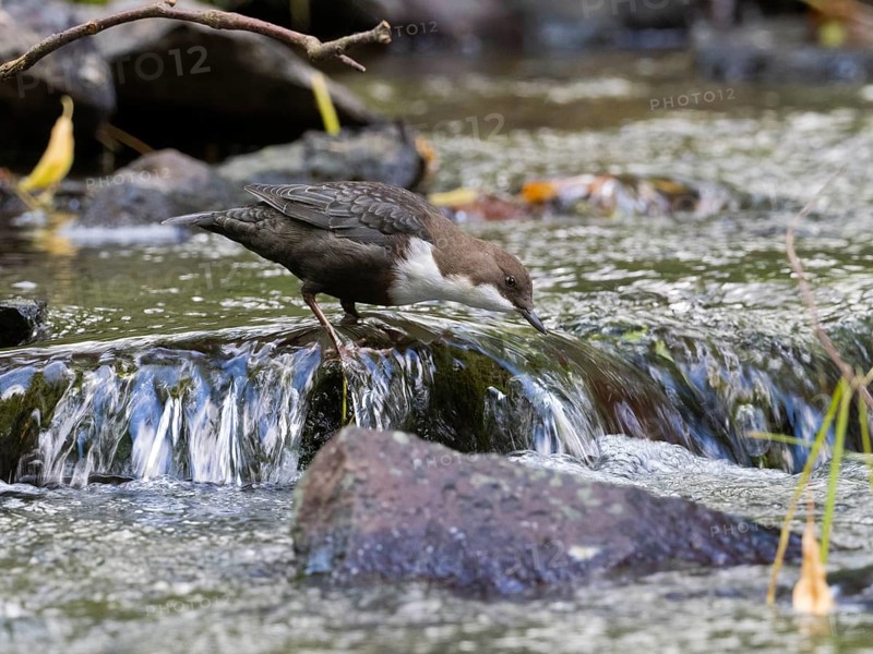 Common Dipper (Cinclus cinclus), adult bird perched on a stone in a hill stream, looking for food, Hesse, Germany, Europe
