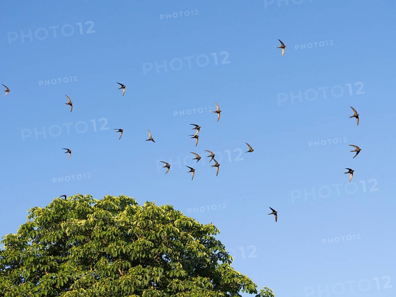 Common swift (Apus apus), flock in in flight, against a blue sky and above a tree, Hesse, Germany, Europe