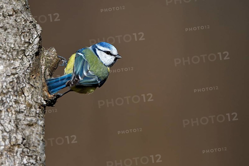 Blue tit (Cyanistes caeruleus), Dingdener Heide nature reserve, North Rhine-Westphalia, Germany, Europe