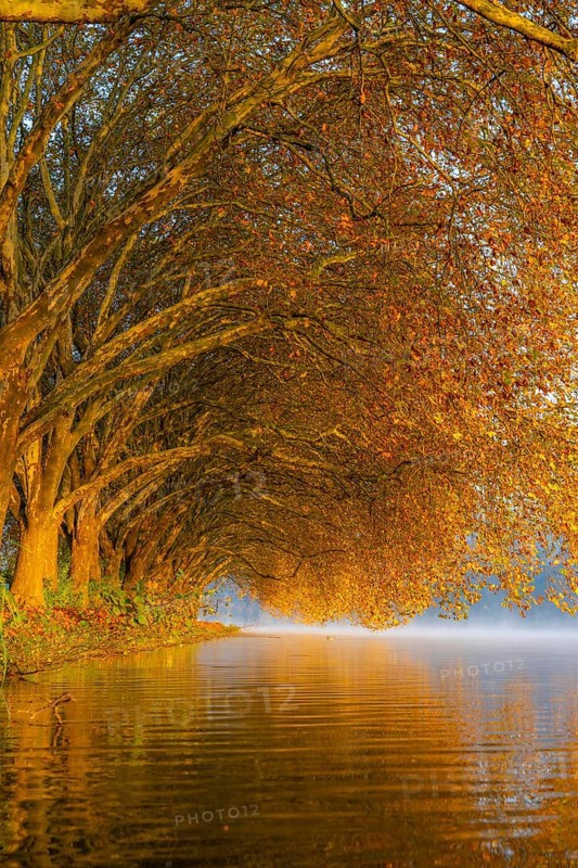 Autumn colours on the Platanen Allee, Hardenberg Ufer, lakeside path on Lake Baldeney, near Haus Scheppen, in Essen, North Rhine-Westphalia, Germany, Europe