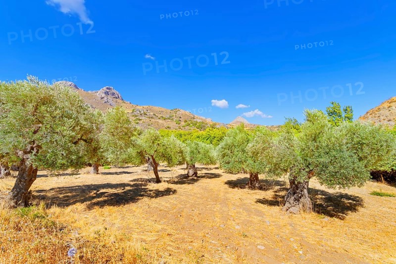Centuries-old Olive grove, Preveli, Rethymno, Southern Crete, Crete, Greek Islands, Greece, Europe