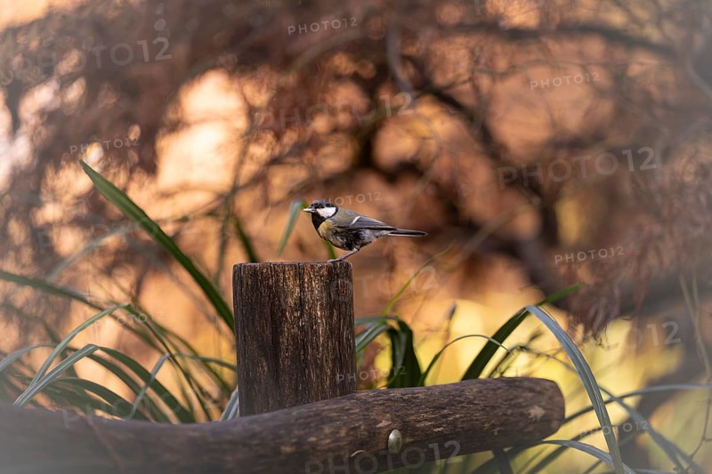 Great tit (Parus major) standing on a wooden post, feeding, feeding place, grains in the beak, background blurred in earth tones with trees, incidence of light, foreground scattered green reed leaves, Rombergpark Dortmund, North Rhine-Westphalia, Germany, Europe