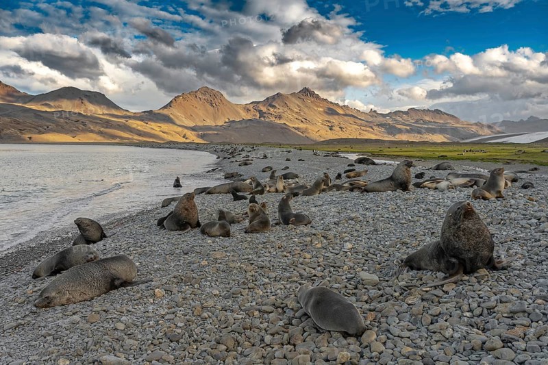 Fortuna Bay landscape with fur seals South Georgia Antarctica