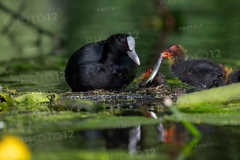 Great Crested Grebe (Podiceps cristatus), Nettetal, Germany, Europe