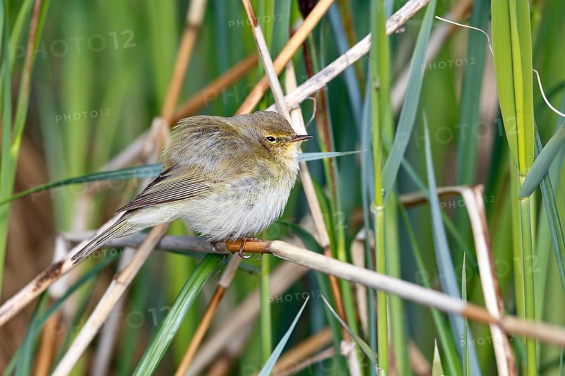 Chiffchaff or willow warbler (Phylloscopus collybita), animal hidden in the biotope, Flusslandschaft Peenetal nature park Park, Mecklenburg-Western Pomerania, Germany, Europe