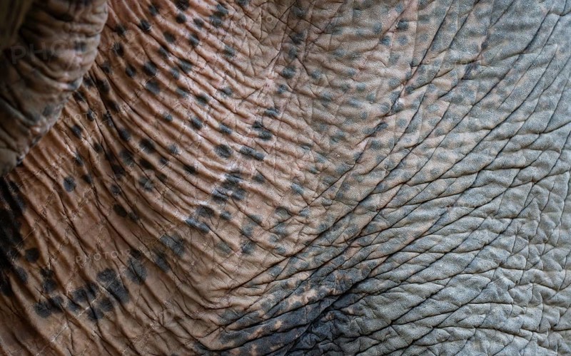 Beautiful textured skin of a asian wild elephant