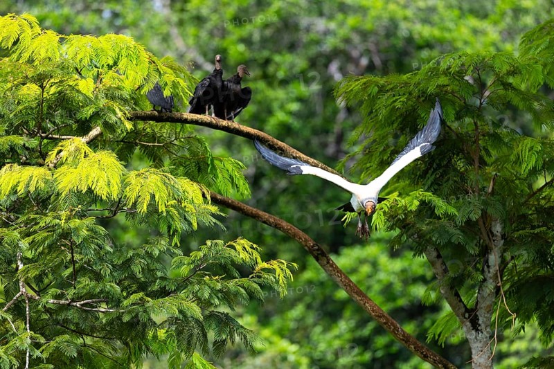 King vulture (Sarcoramphus papa), cock, vulture birds (Aegypiinae), Laguna del Lagarto Lodge, Alajuela, Costa Rica, Central America