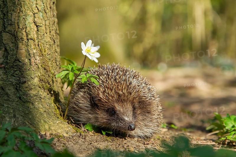 European hedgehog (Erinaceus europaeus) adult animal in a woodland with flowering Wood anemone plants in the spring, England, United Kingdom, Europe