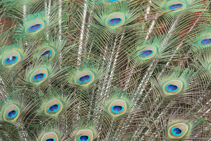 Indian peafowl or Peacock (Pavo cristatus) adult male bird displaying close up of its tail feathers, England, United Kingdom, Europe