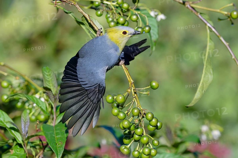 Long-tailed Silky-flycatcher, Ptiliogonys caudatus feeding on Twoleaf nightshade berries, Costa Rica, Central America
