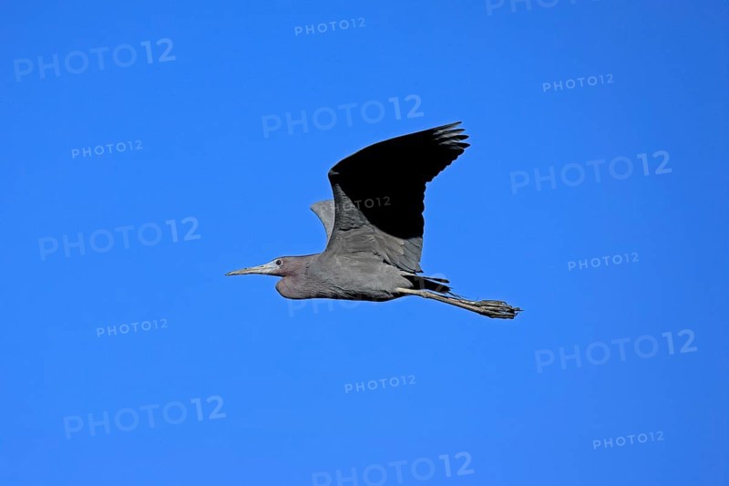 Great Blue Heron (Egretta caerulea), adult, flying, Merritt Island, Black Point Wildlife Drive, Florida, USA, North America