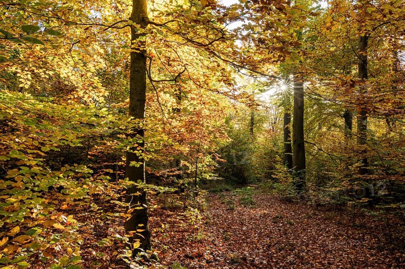 Beech forest, copper beech (Fagus sylvatica) in autumn with colourful leaves, backlit with sun star, Thuringia, Germany, Europe