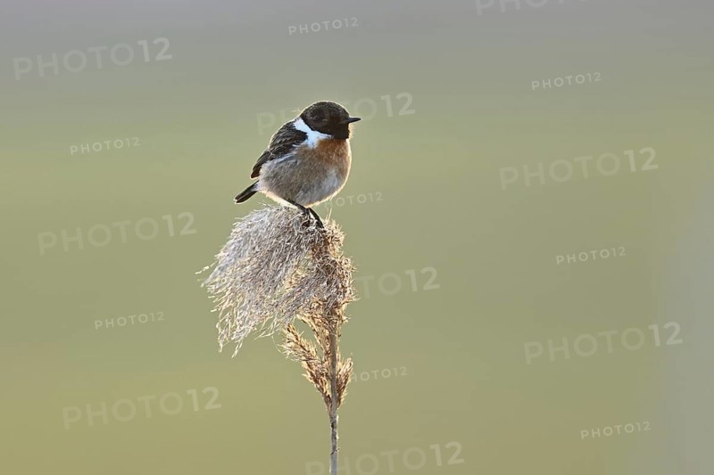 Stonechat (Saxicola rubicola), male sitting on reeds, Lake Neusiedl National Park, Seewinkel, Burgenland, Austria, Europe