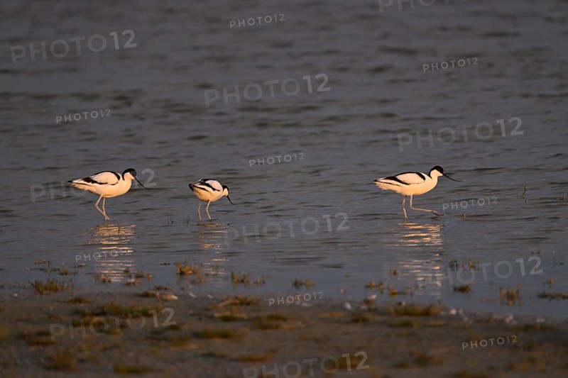 A group of Black-capped avocets (Recurvirostra avosetta) foraging at Warmsee lake, Lake Neusiedl National Park, Burgenland, Austria, Europe