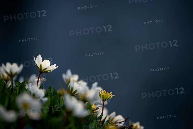 White dryad flower (Dryas octopetala) against a dark background, Lech, Lechquellengebirge, Vorarlberg, Austria, Europe