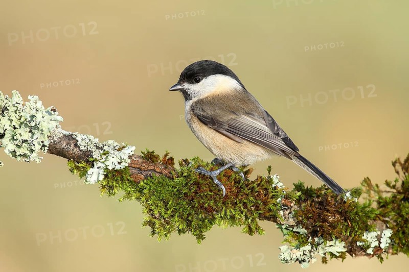 Willow Tit (Parus montanus), sitting on a branch overgrown with lichen and moss, Wildlife, Animals, Birds, Siegerland, North Rhine-Westphalia, Germany, Europe